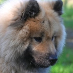 Программы лояльности казино с бесплатными бонусами для геймеров