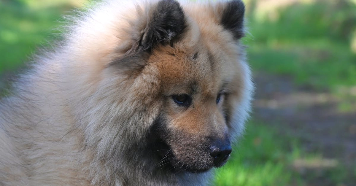 Программы лояльности казино с бесплатными бонусами для геймеров